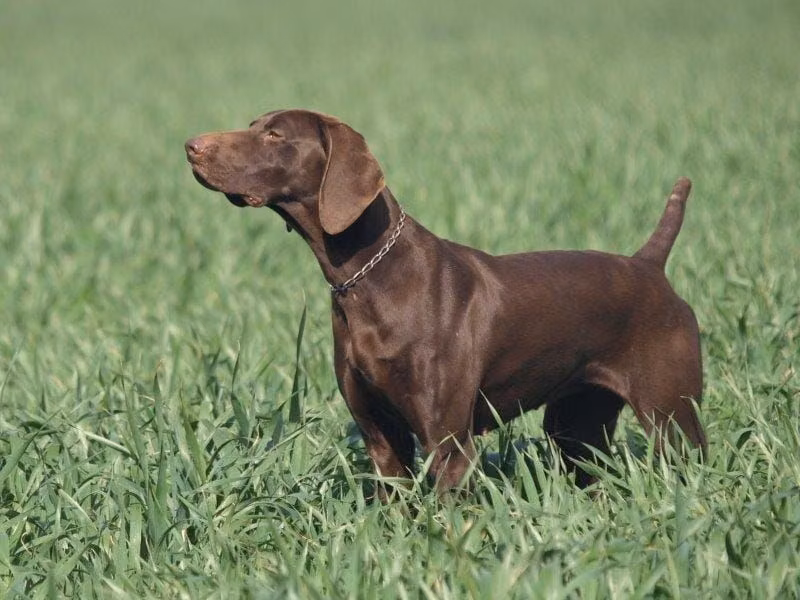 O'Hara du Val de Ceze, a Femelă Pointer German cu Păr Scurt registered with United Pet Club
