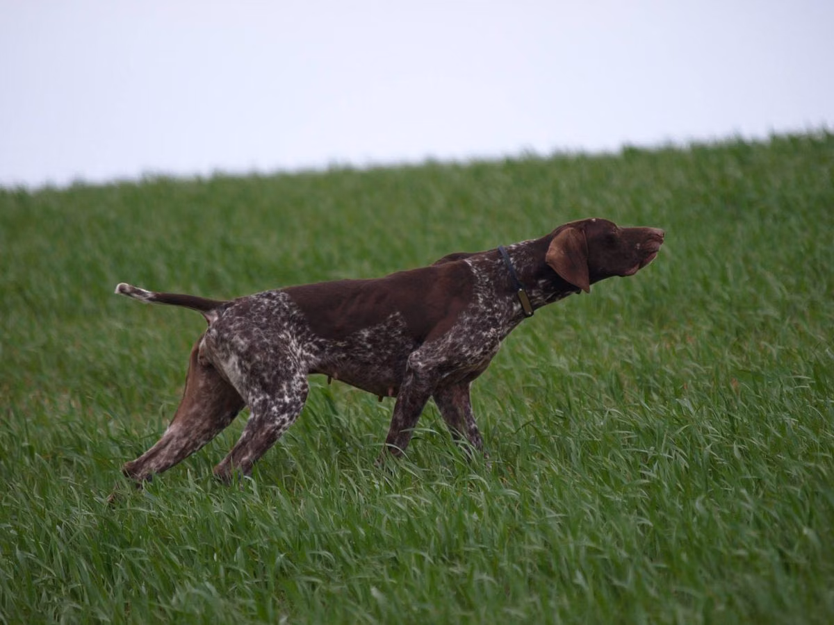 Guilda du Val de Ceze, a Femelă Pointer German cu Păr Scurt registered with United Pet Club