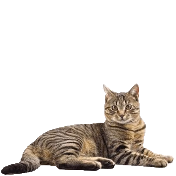 Pixie-bob — a Large, Devoted Cat breed