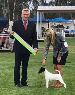 Selwor She Did It Again, a Самка Гладкошёрстный фокстерьер registered with United Pet Club