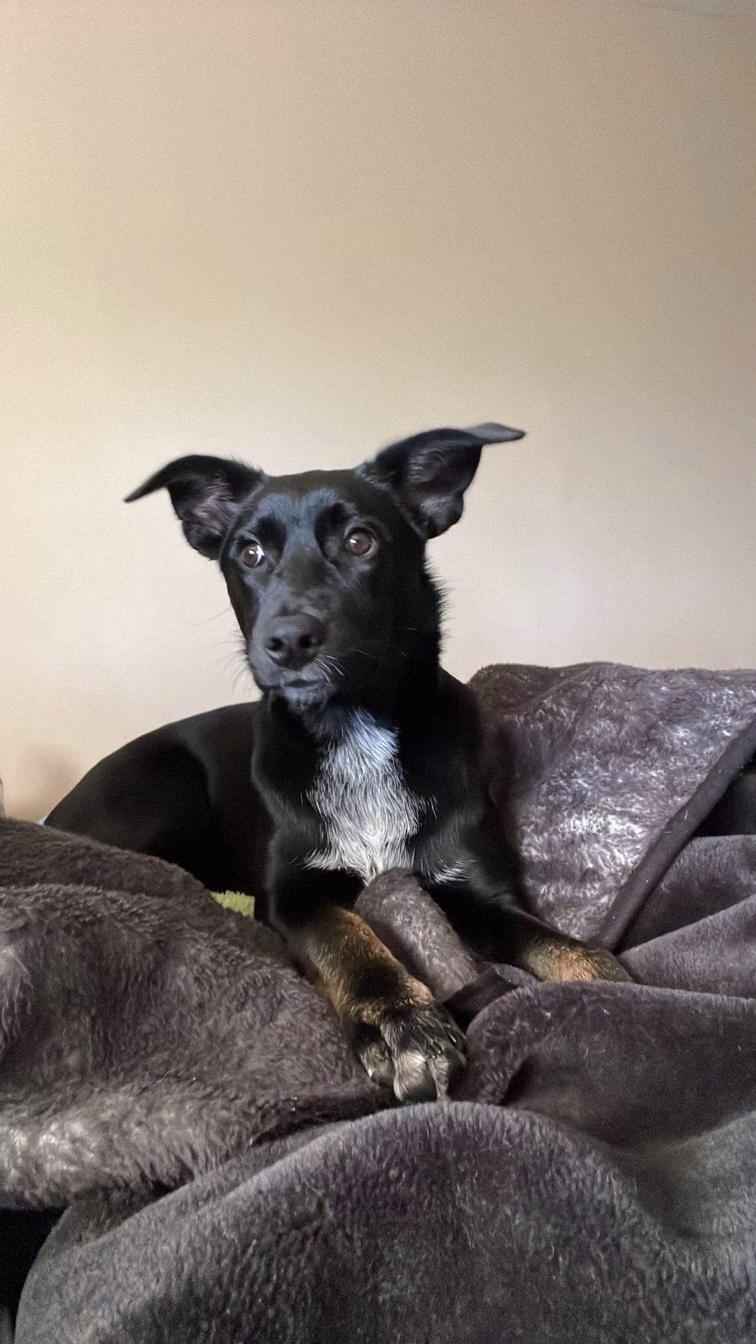 radar, a Female Mixed Breed Dog registered with United Pet Club