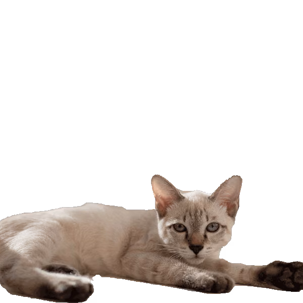 Mekong Bobtail — a Medium, Affectionate Cat breed