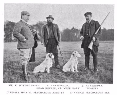 Beechgrove Bee, a Maschio Clumber Spaniel registered with United Pet Club