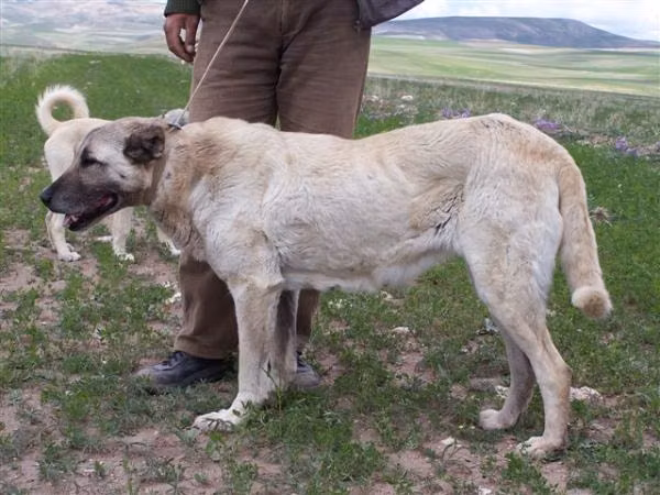 Mercan, a Femelă Câine Ciobănesc Kangal registered with United Pet Club