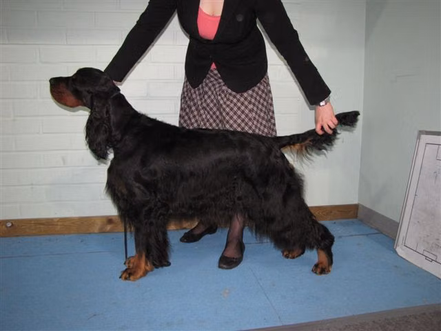 Goango Black Coco, a Samica Seter szkocki registered with United Pet Club