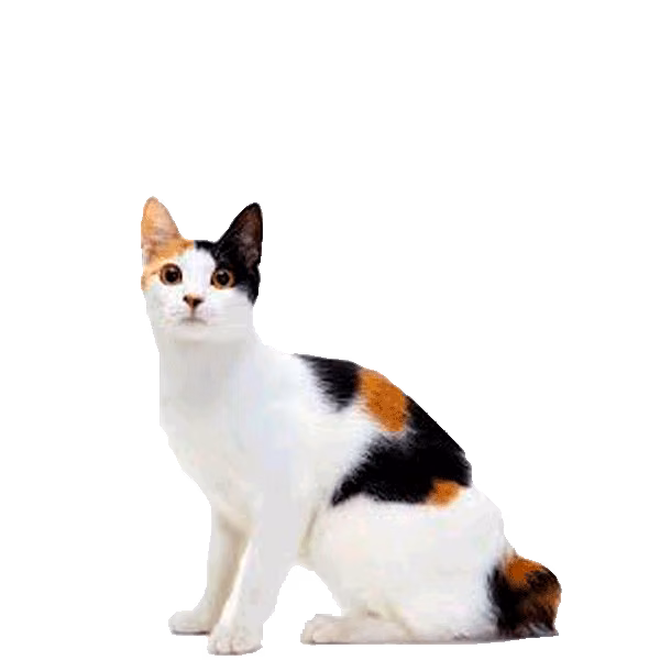 Korean Bobtail — a Medium, Friendly Cat breed