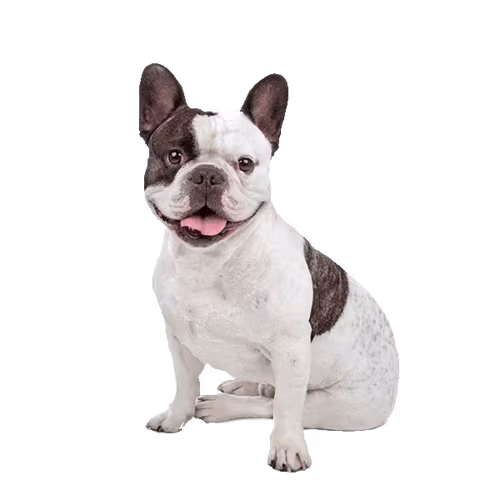 Buldog francuski — rasa Pies: Mały i Wesoły