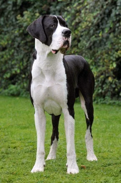 HEDON VON HAUS VOM STERALDTED, a Male Great Dane registered with United Pet Club