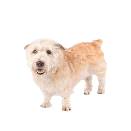 Glen of imaal terrier — rasa Pies: Mały i Żywiołowy