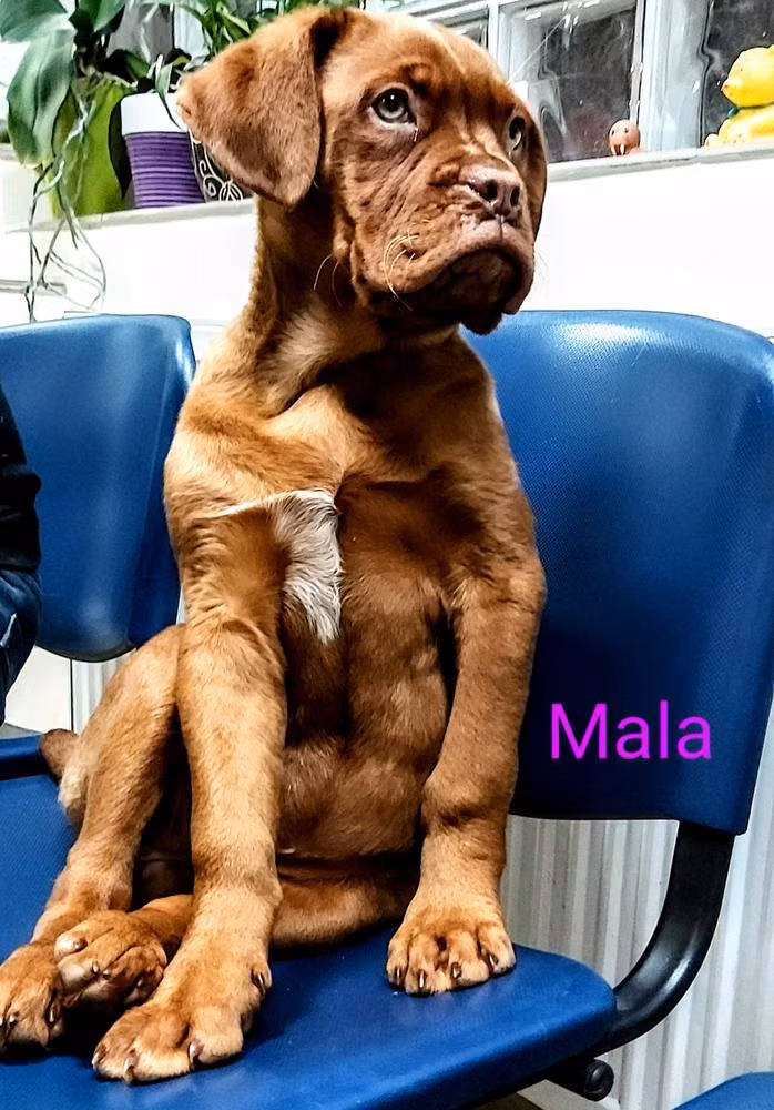 Mala, a Naaras Bordeauxindoggi registered with United Pet Club