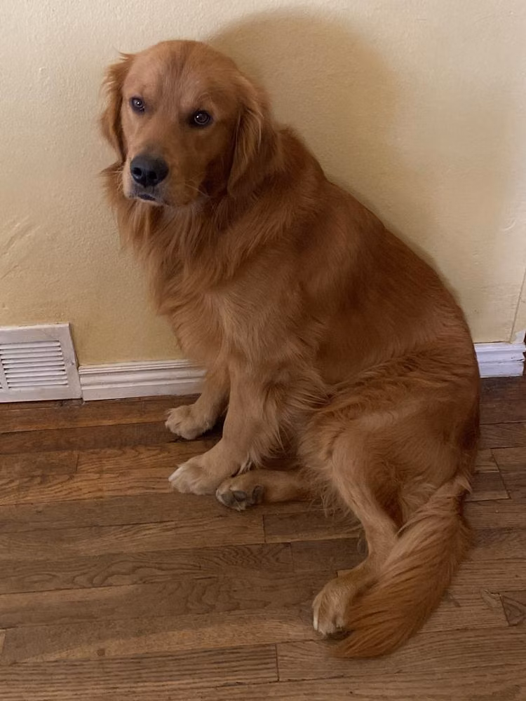 Isaac, a Maschio Golden Retriever registered with United Pet Club