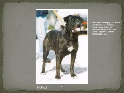 MONIA (AG94L2709), a Мода Кане Корсо registered with United Pet Club