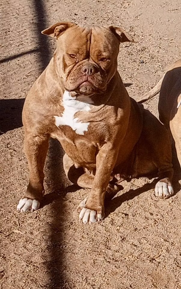 HARD HEAD'S LOCO COCO MOCO, a Femelă Buldog Englez registered with United Pet Club
