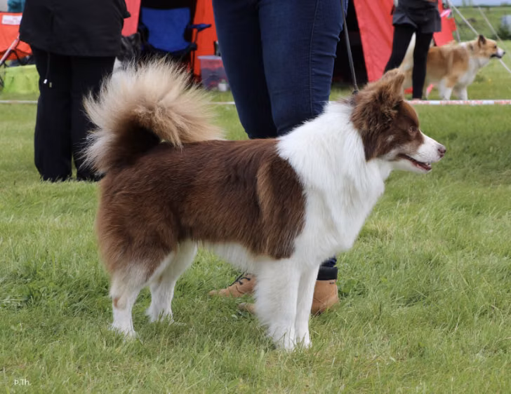 Gerplu Hrafntýr, a Male Icelandic Sheepdog registered with United Pet Club