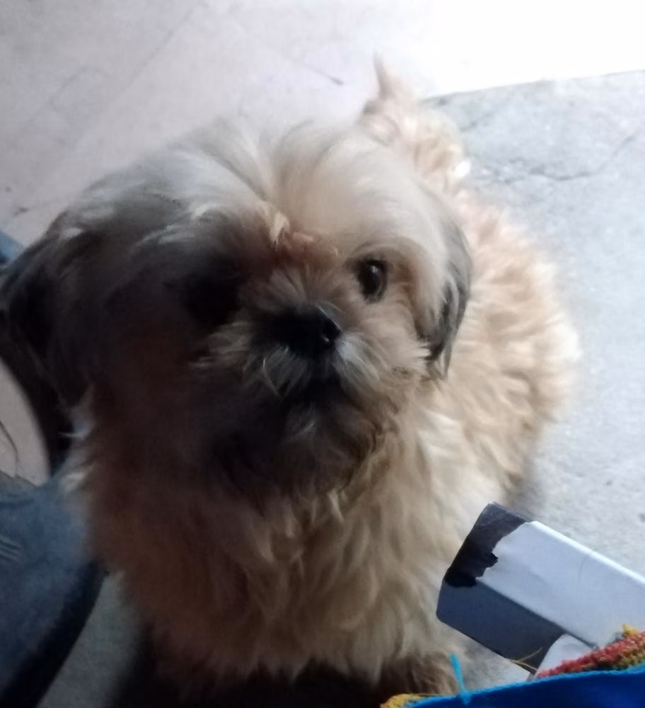 Dashi, a Hembra Shih Tzu registered with United Pet Club