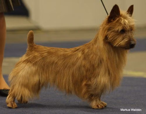Silhill Tufty with Sherex, a Macho Terrier Australiano registered with United Pet Club