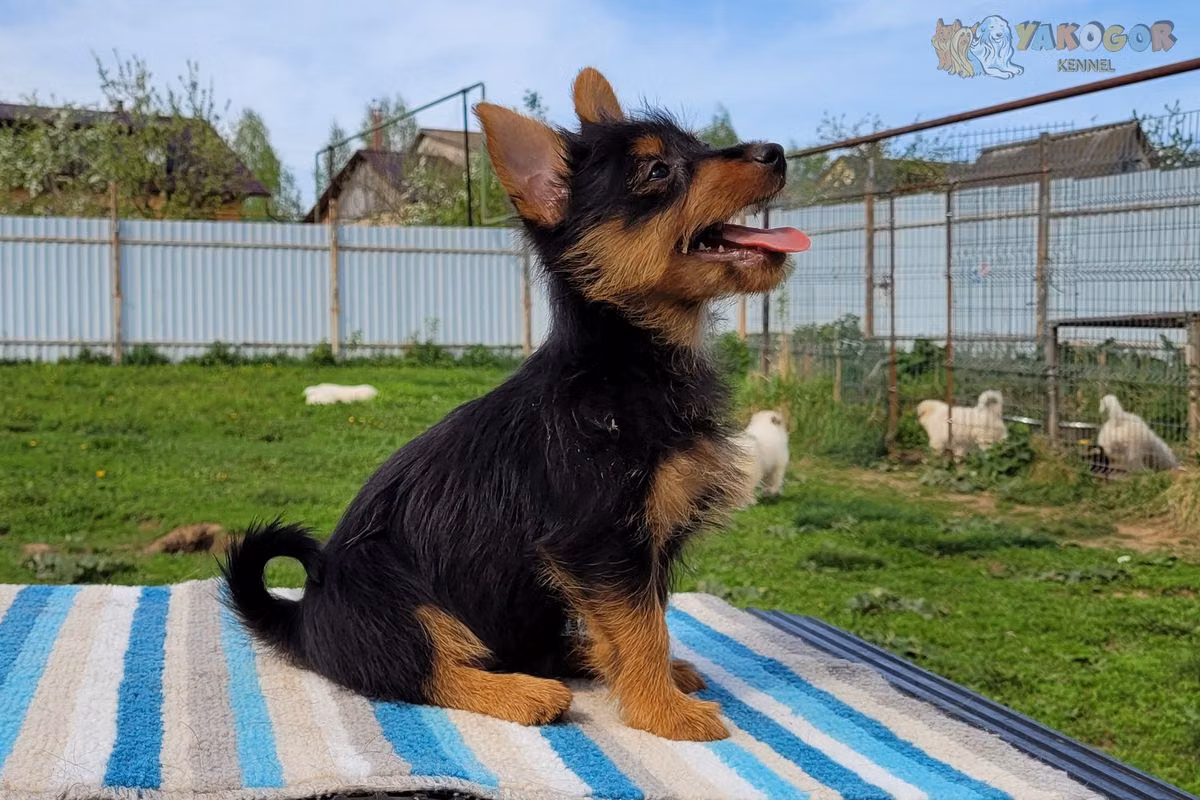 YAKOGOR EURYGANEA, a Самка Австралийский терьер registered with United Pet Club