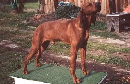Hills Sierra Red Vindicator, a ذكر كلب الراكون ريدبون registered with United Pet Club