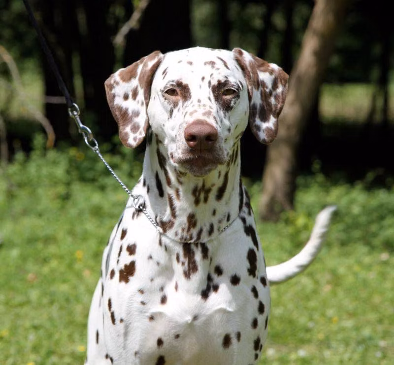 Deep Memory Panthera Unica — Dalmatian Deep Memory Panthera Unica, a Female Dalmatian registered with United Pet Club