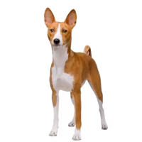 Basenji — rasa Pies: Mały i Niezależny