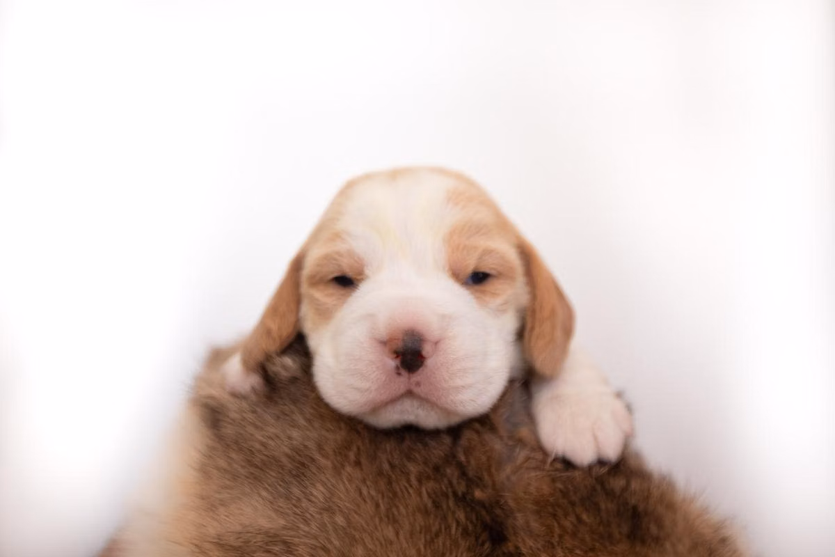 Mae'cee Perfect Harmony, a Hembra Beagle registered with United Pet Club