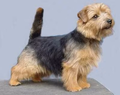 Allright Ali Baba — 諾福克㹴 Allright Ali Baba, a Male 諾福克㹴 registered with United Pet Club