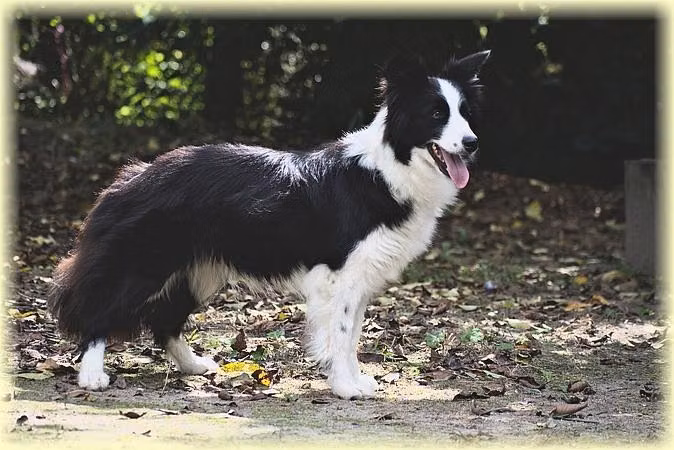PANAMA Double Vision, a Femmina Border Collie registered with United Pet Club