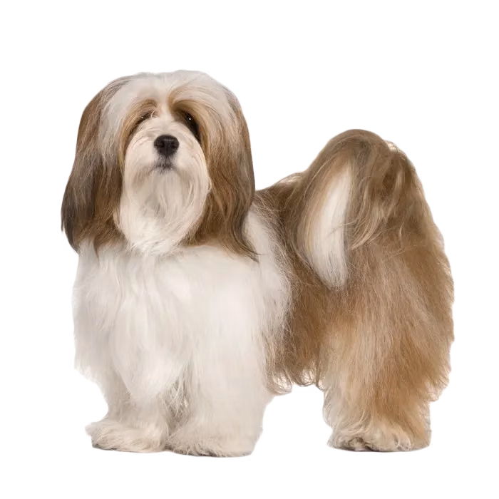 Lhasa apso — rasa Pies: Mały i Niezależny