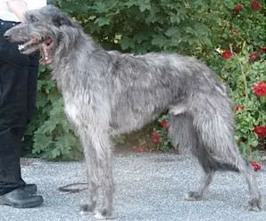 Pyefleet Raffles — Шотландски елен хрътка Pyefleet Raffles, a Male Шотландски елен хрътка registered with United Pet Club