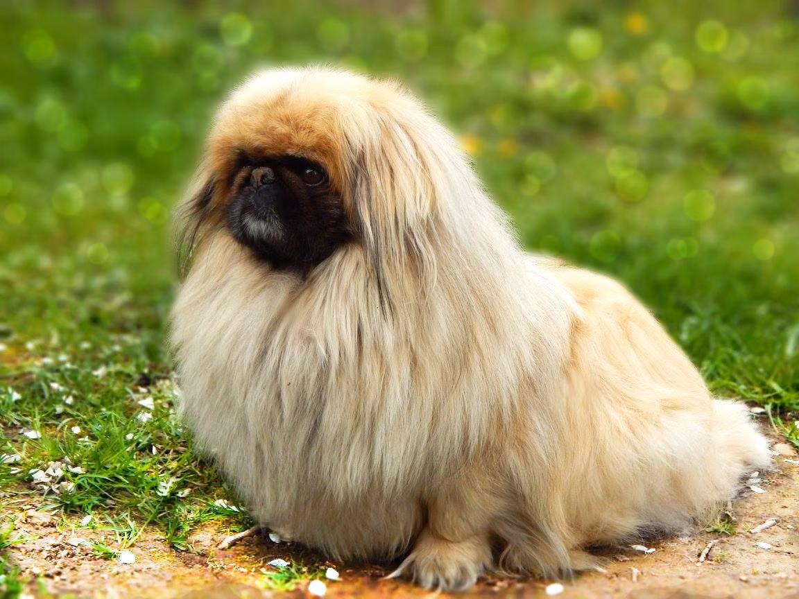 Charly, a Male Pekingese registered with United Pet Club