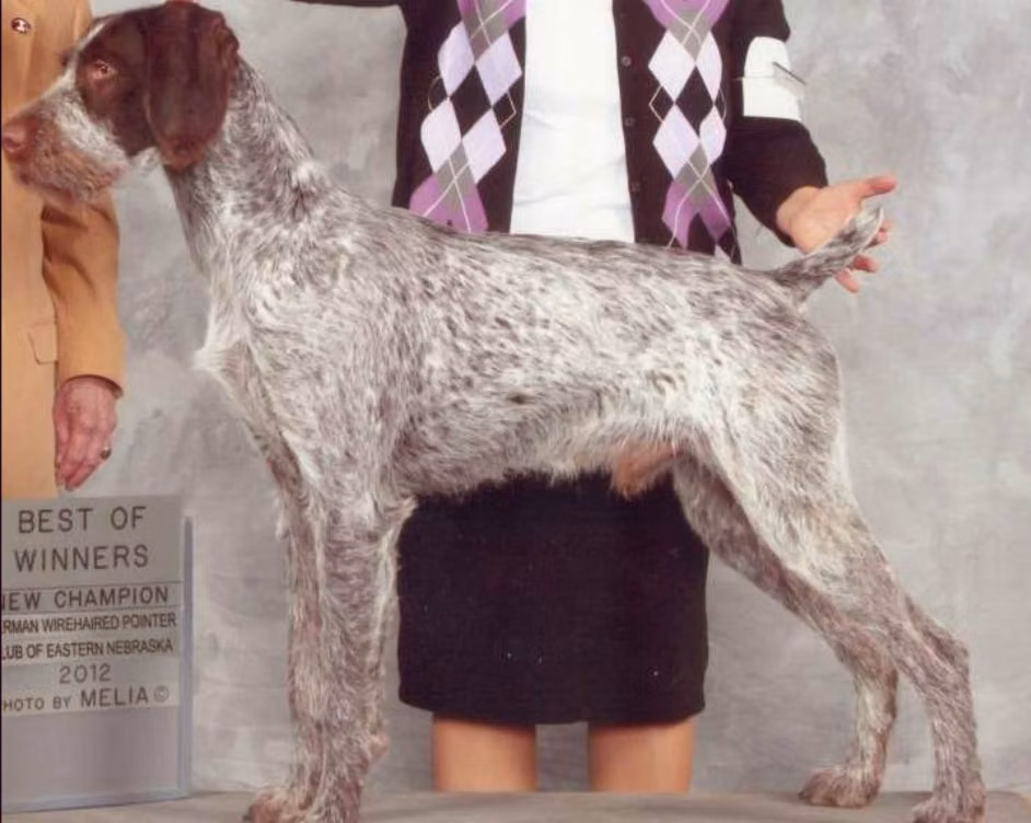 Idawire J Edgar, a Mâle Braque allemand à poil dur registered with United Pet Club