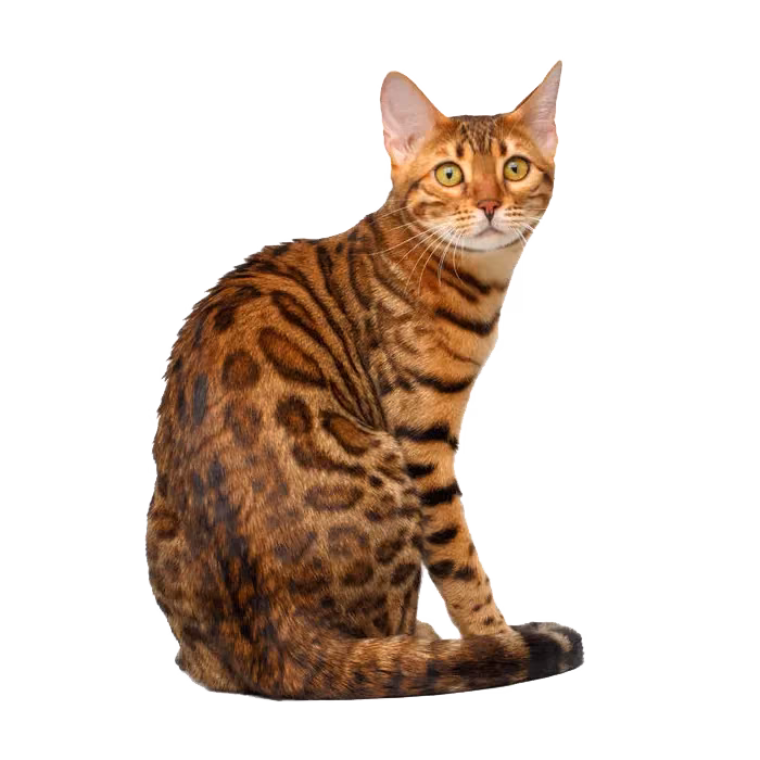 Toyger — a Medium, Friendly Cat breed