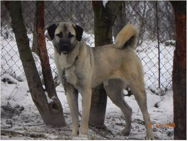 Bakar mother, a Hembra Pastor Kangal registered with United Pet Club