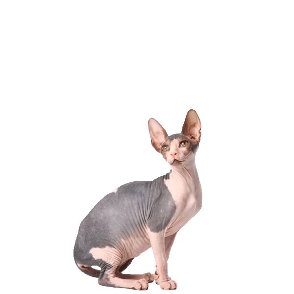 Sphynx — a Medium, Affectionate Cat breed