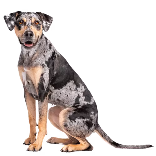 Catahoula leopard dog — rasa Pies: Duży i Niezależny