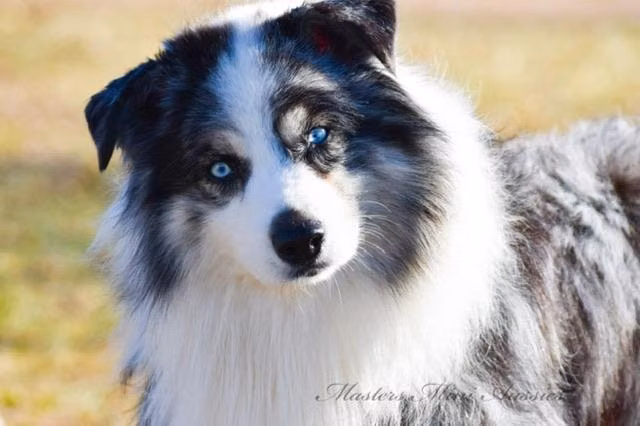 Timberline Zero Gravity, a Самец Australian Shepherd registered with United Pet Club