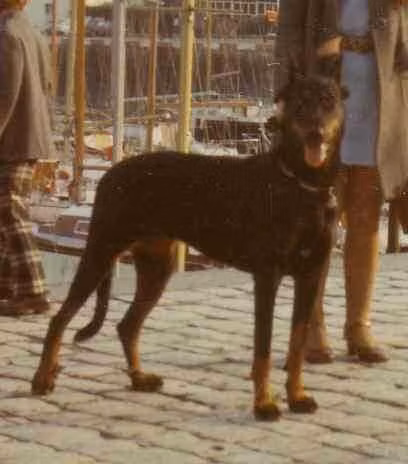 Orbette de Champreval, a Самка Босерон registered with United Pet Club