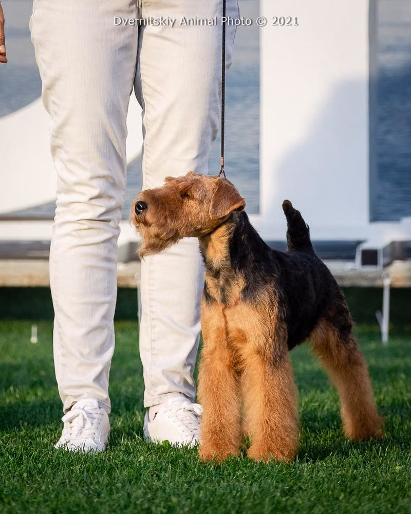 Small Rocket Zummer, a Male ویلش ٹیریئر registered with United Pet Club