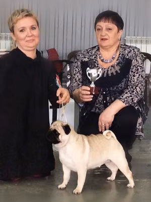 WRINKLE MOON RIVER — Mops WRINKLE MOON RIVER, a Female Mops registered with United Pet Club
