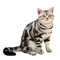 American Shorthair (Cat) American Shorthair — a Medium, Even-tempered Cat breed originating in United States