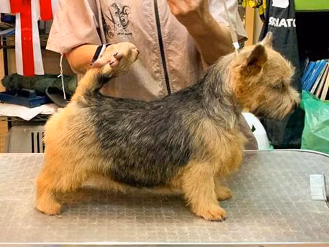 Phoenix's Dream Dancing Queen, a Female Norwich terrier registered with United Pet Club