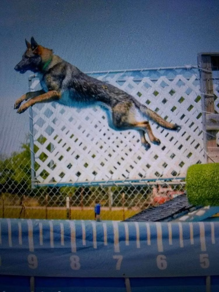 LT Murphy Memorial Von Debut, a Самец Немецкая овчарка registered with United Pet Club