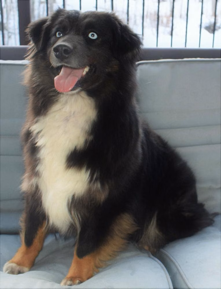 Sprout Creek Master Ruby’s Karma, a Самка Australian Shepherd registered with United Pet Club
