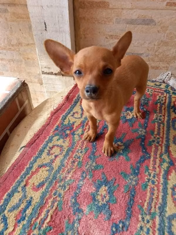 Rick Grimes, a Male Miniature Pinscher registered with United Pet Club