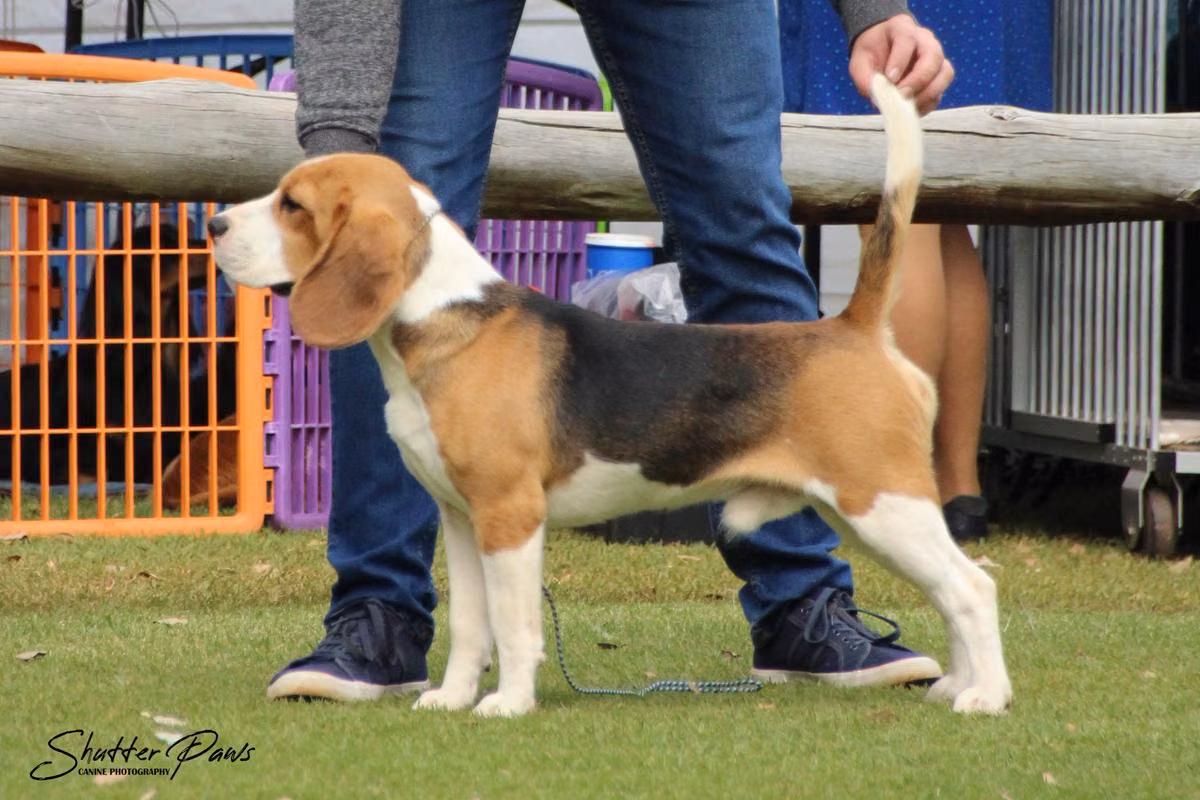 Ekara Tequila did It, a Самец Бигль registered with United Pet Club