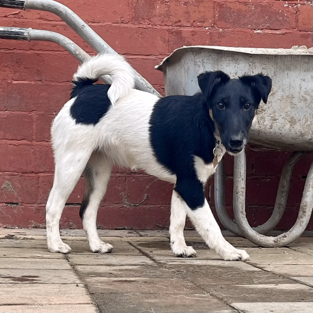Finleric Bonnie Lass, a Female 短毛猎狐梗 registered with United Pet Club
