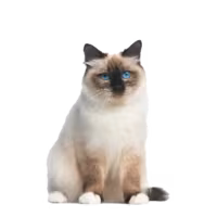 Birman — a Medium, Gentle Cat breed