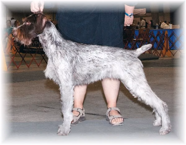 Blueline Lightning Bug, a Samice Německý drsnosrstý ohař registered with United Pet Club