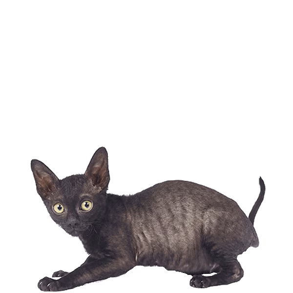 Cornish Rex — a Small, Playful Cat breed