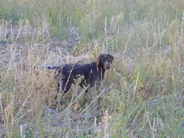 CRINA VON JAGDBOL, a Samice Německý drsnosrstý ohař registered with United Pet Club